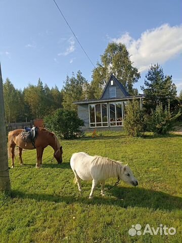 Снять квартиру, дом в Борисоглебский (Ярославская область)
